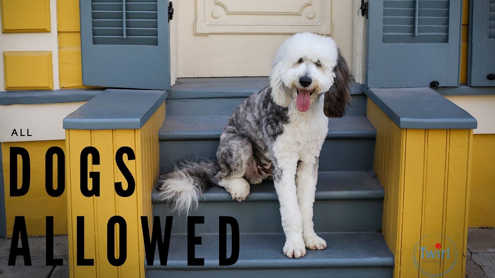 a dog sitting on steps in the French Quarter for a story about tips for family photos with your dog.