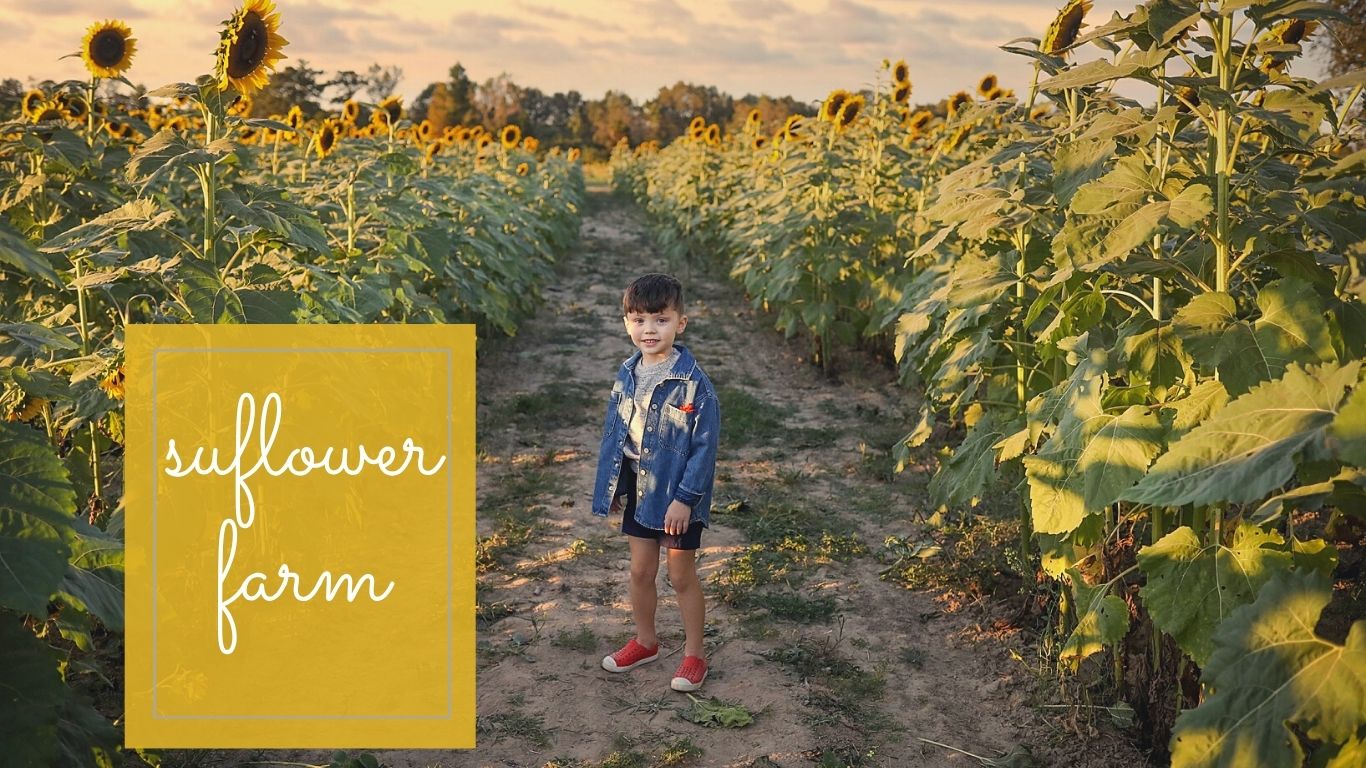 A little boy standing in a sunflower patch.