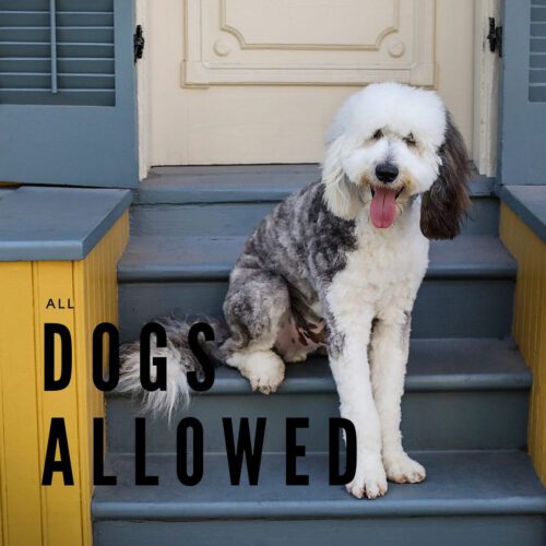 a dog sitting on steps