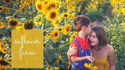 A little brother kissing his sister's forehead surrounded by sunflower patches.