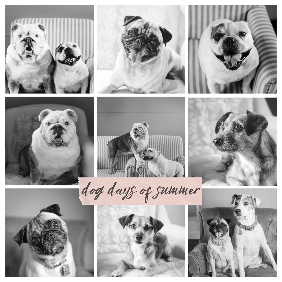 several dog portraits in a studio.